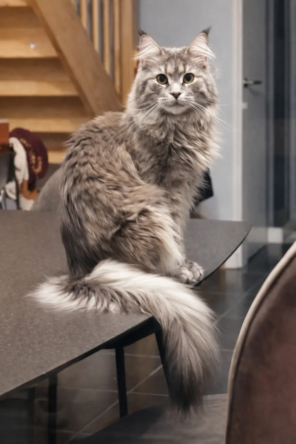 Pomsky BARF morceaux Chien de pomsky regardant une gamelle en inox remplie de morceaux de viande crue, tenue à la main dans une cuisine.