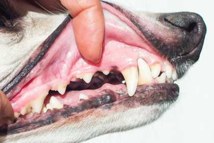 Les chiens ont une dentition de carnivore