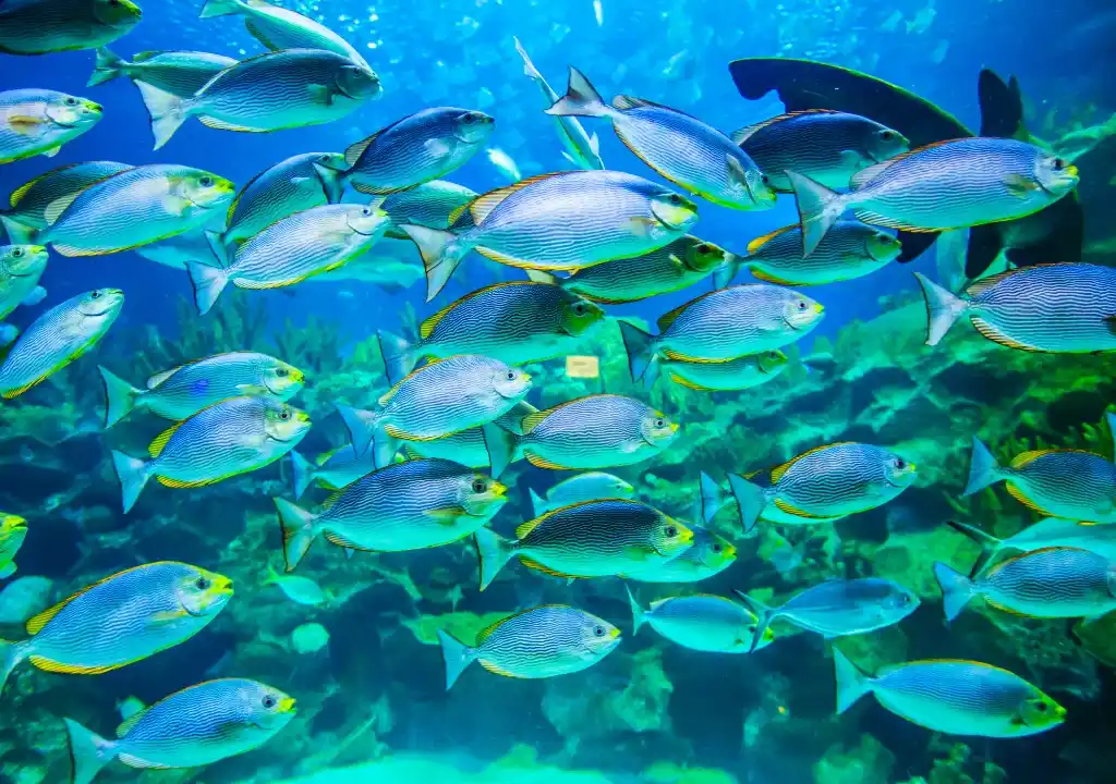 Banc de poissons bleus dans l'océan, source d'oméga-3 pour l'alimentation crue
