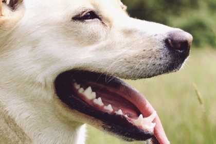 Astuce contre la mauvaise haleine de votre chien : l'alimentation crue