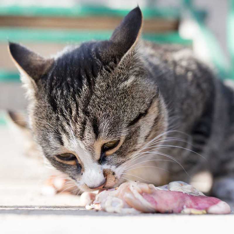 Chats qui se régale en mangeant de la viande crue, sans problèmes rénaux.