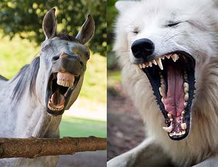 Les herbivores comme le cheval n'ont pas la même dentition que les carnivores (chiens, chats)