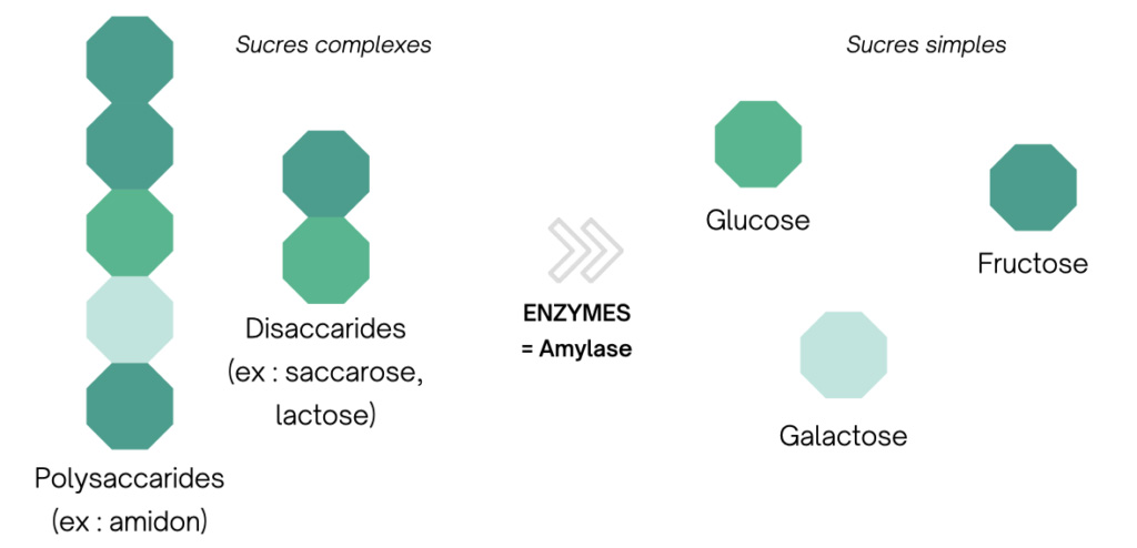La digestion des glucides transforme les sucres complexes en sucres simples.