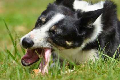 Donner des os à son chien ou chat