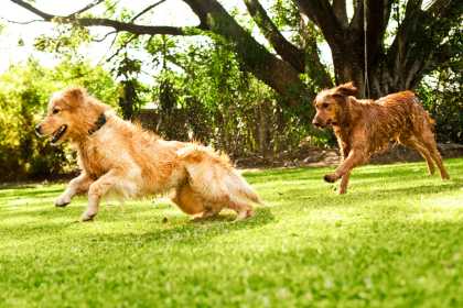 3 sources d'énergie chez le chien liées à a nutrition et à l'alimentation crue