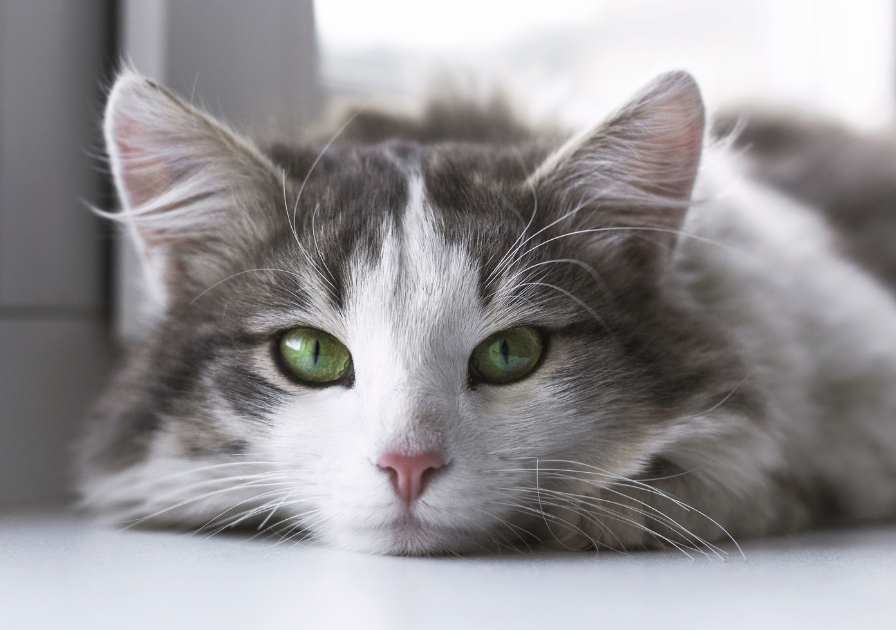 Chat charmeur avec ses yeux doux