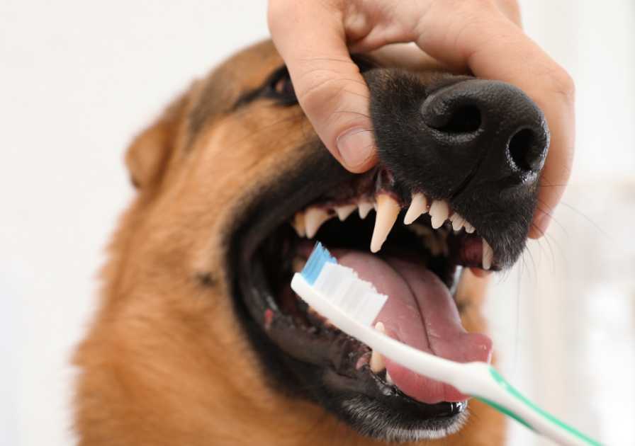 Mauvaise haleine du chien : pensez au brossage de dents !