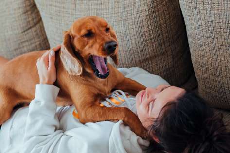 La mauvaise haleine chez le chien :causes et remèdes