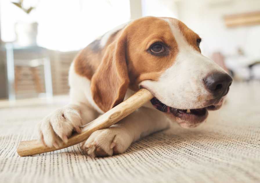 Contre la mauvaise haleine du chien, la mastication régulière est un allié efficace !