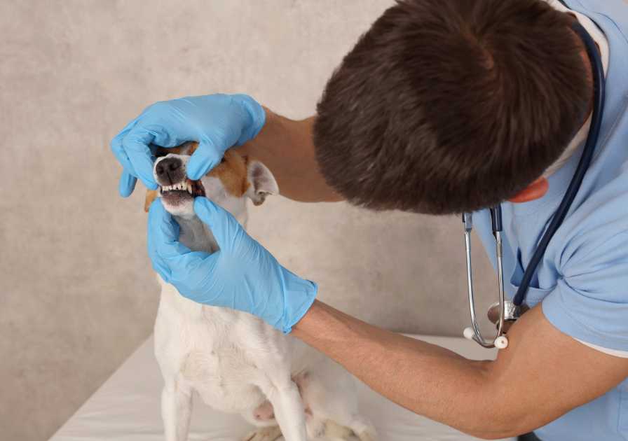 Dans certains cas de mauvaise haleine du chien, il est nécessaire de consulter votre vétérinaire.