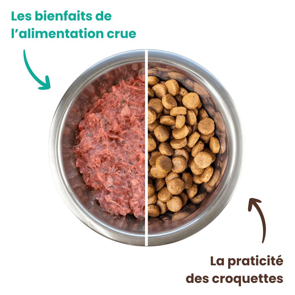 Bi-nutrition pour chien : les bienfaits de l'alimentation crue et la praticité des croquettes.