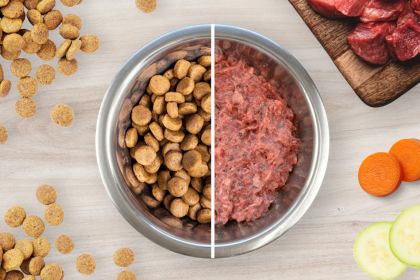 Bi-nutrition pour chien : viande crue et croquettes.