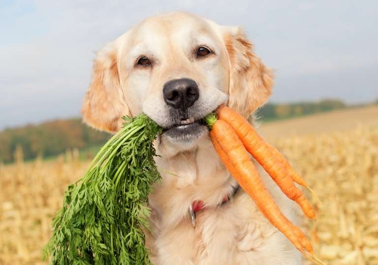 Au printemps, votre chien appréciera des légumes de saison.