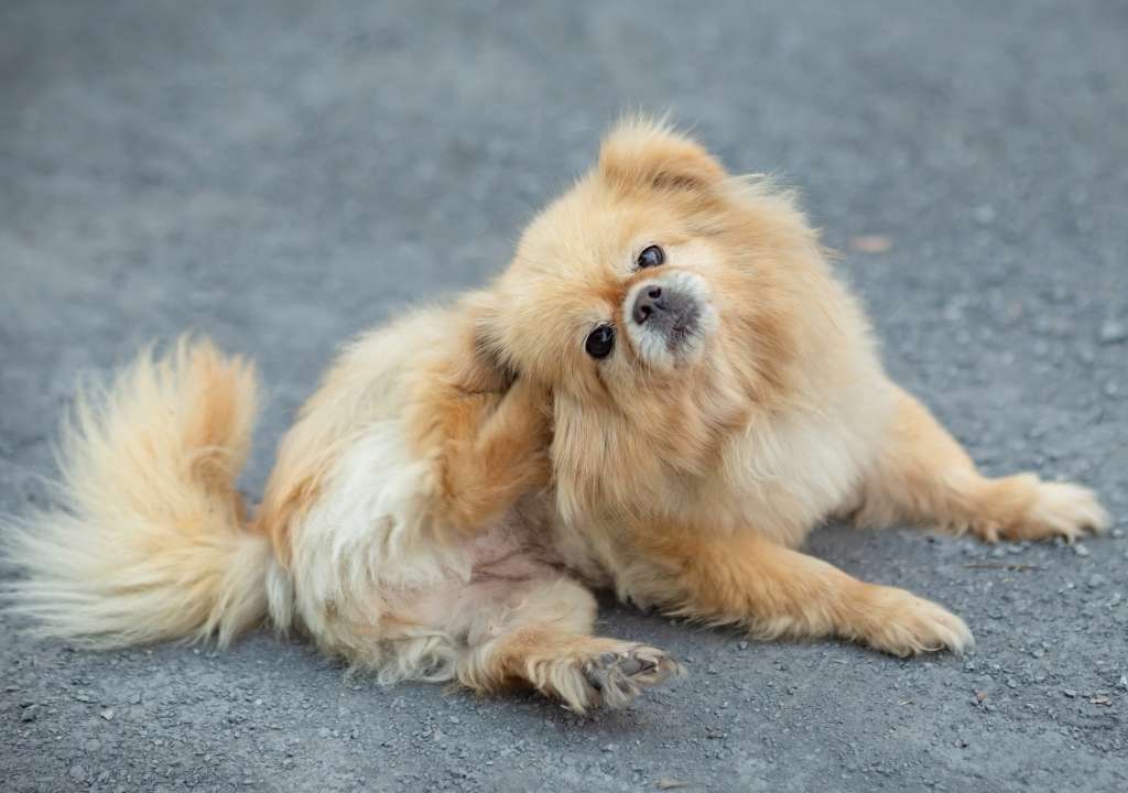 Peau et poils du chien : les symptômes à ne pas négliger.