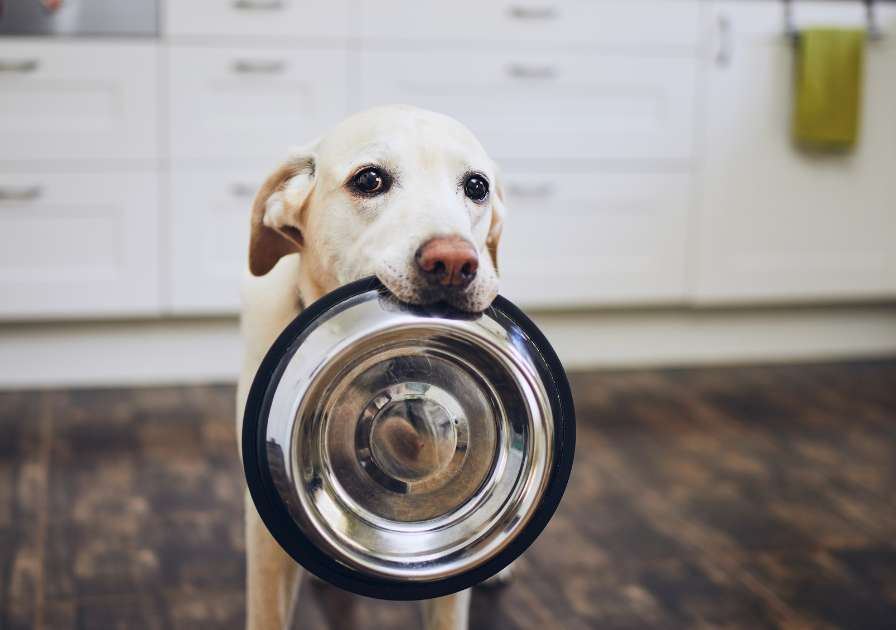 chien avec une gamelle dans la bouche