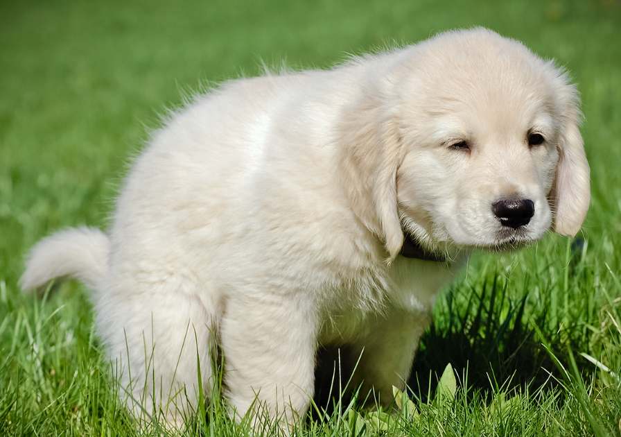 Chien dans l'herbe avec des problèmes digestifs.