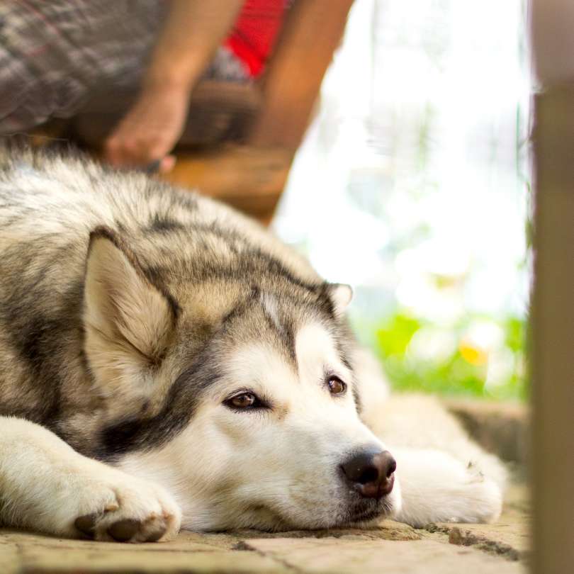 Chien qui s'ennuie, tête posée au sol