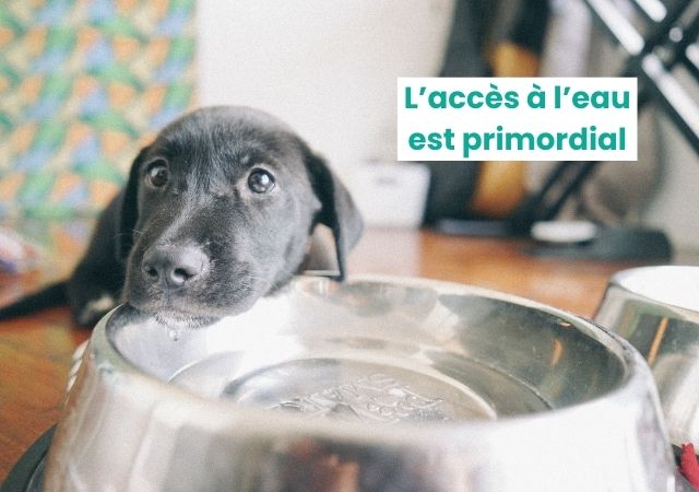 Chien reclamant de l'eau pour éviter les risques de déshydratation