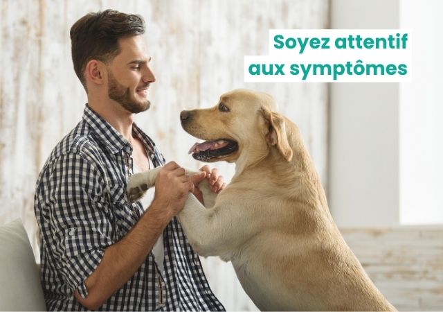 Un homme observe pour détecter des signes de déshydratation de son chien