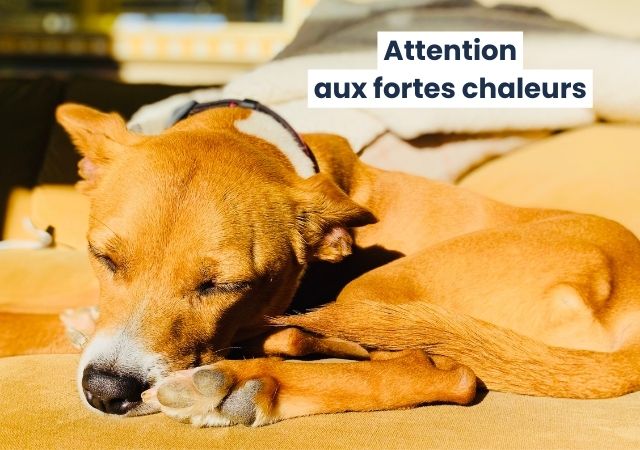 Chien en pleine chaleur avec risque de déshydratation