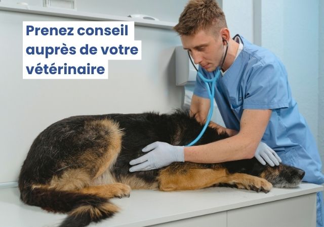 Un vétérinaire ausculte un animal pour évaluer le degré de déshydratation du chien