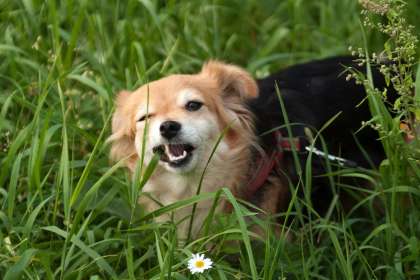 Chien qui mange de l'herbe : pourquoi ?