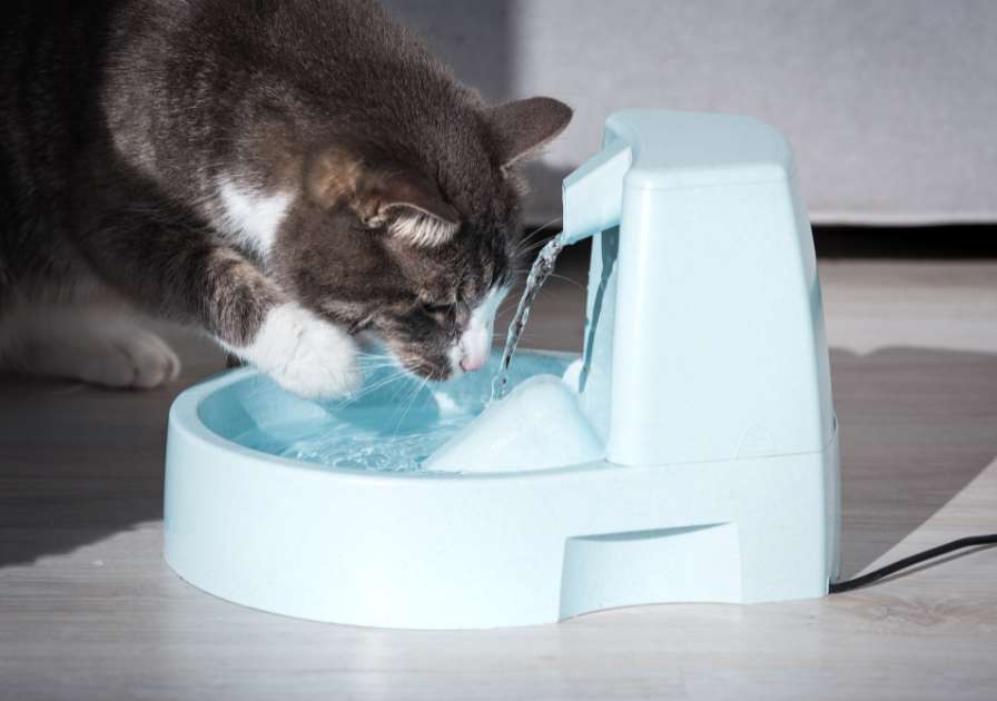 Chat qui boit : un traitement naturel pour les problèmes urinaires.