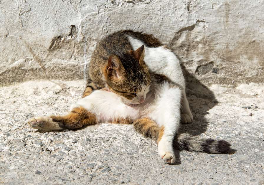 Chat qui se lèche de manière excessive à cause de problème urinaire.