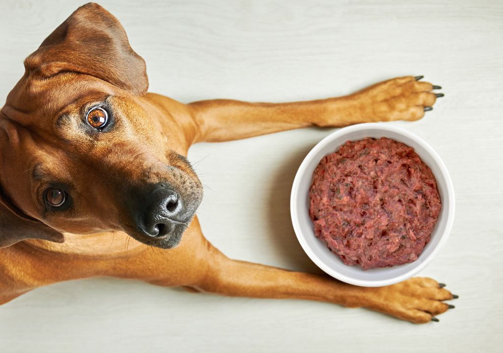 Chien devant une gamelle de repas cru pour bien s'hydrater