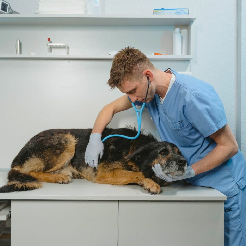 Vétérinaire apportant les soins suite à un coup de chaleur d'un chien