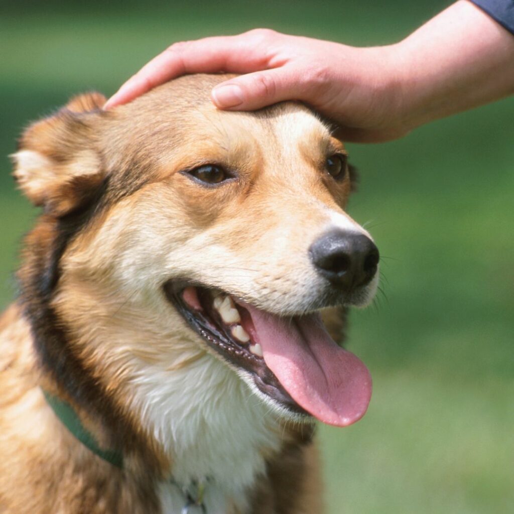 Chien haletant avec main sur la tête pour surveiller la température