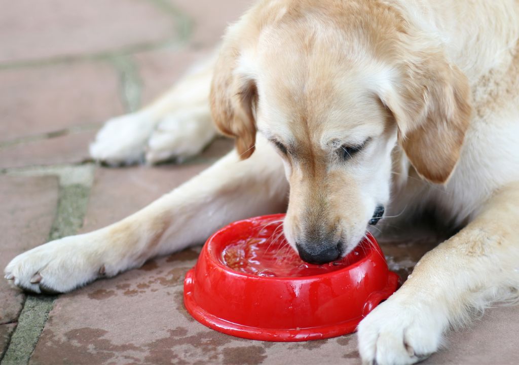 Chien en train de boire dans une gamelle rouge