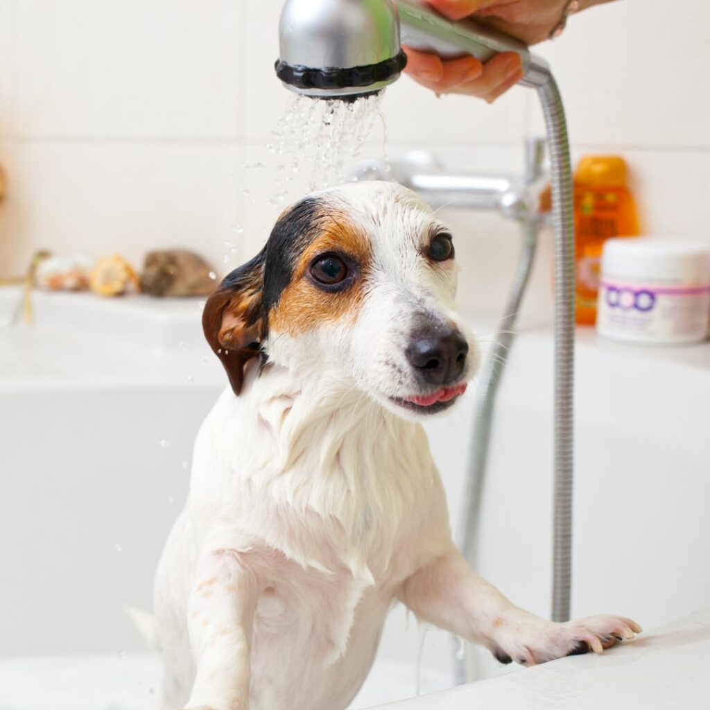 Chien dans une baignoire pour se rafraichir d'un coup de chaleur 