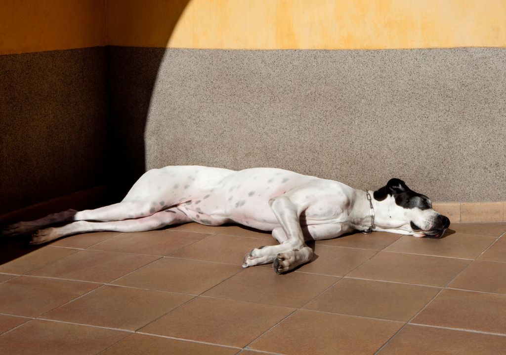 Chien en plein soleil risquant un coup de chaleur