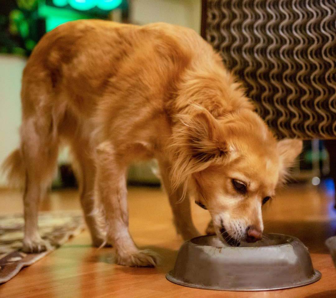 Coin tranquille car mon chien ne mange plus