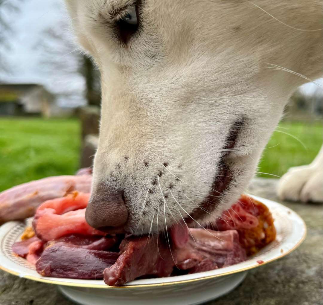 Chien qui mange de la viande crue