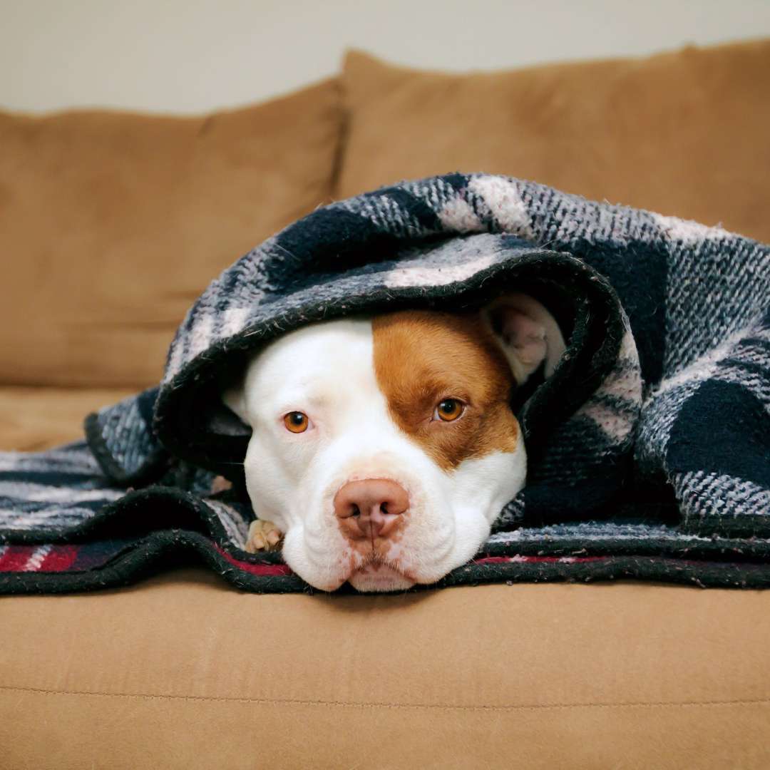 Chien sous la couette fatigué