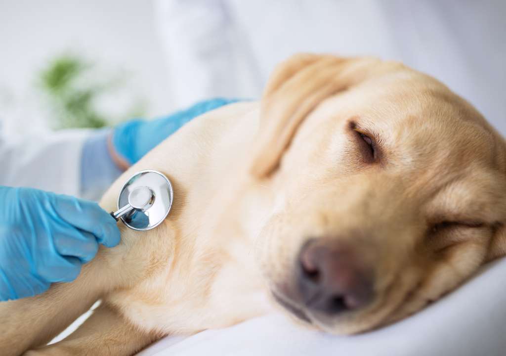 Consultation vétérinaire car mon chien ne mange plus