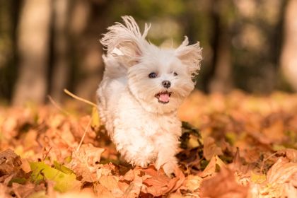 Chien plein de vitalité qui court en automne