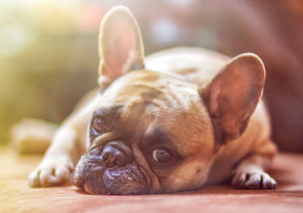 Chien fatigué en automne