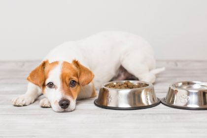 chien qui ne mange plus et boude sa gamelle