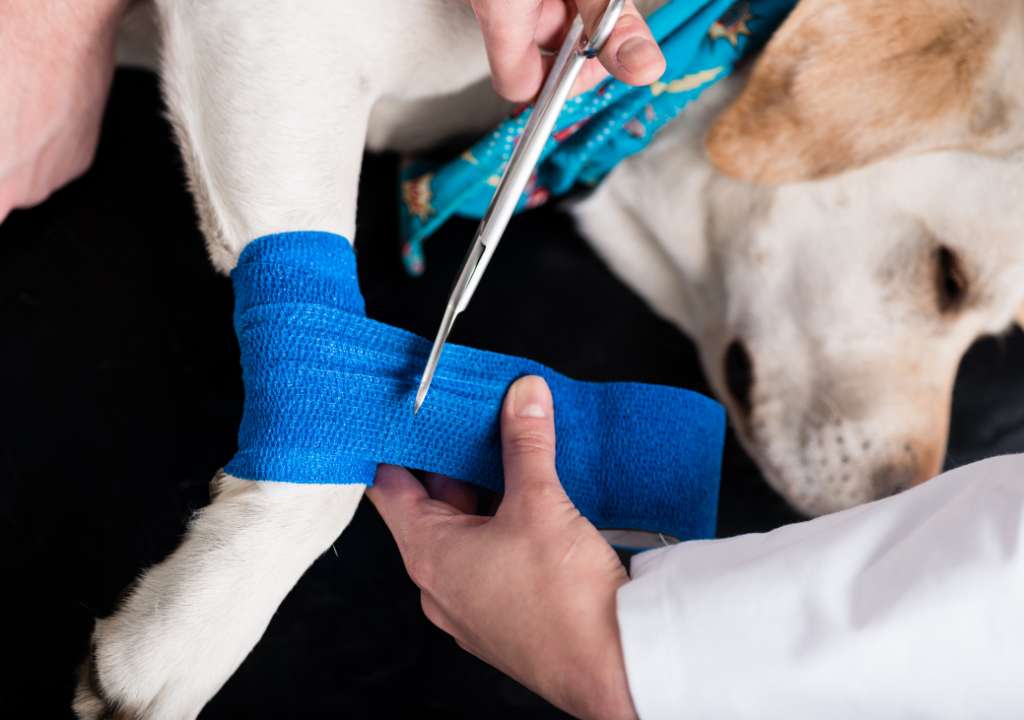 Bandage sur un chien qui bénéficie d'une bonne prévention pour chien