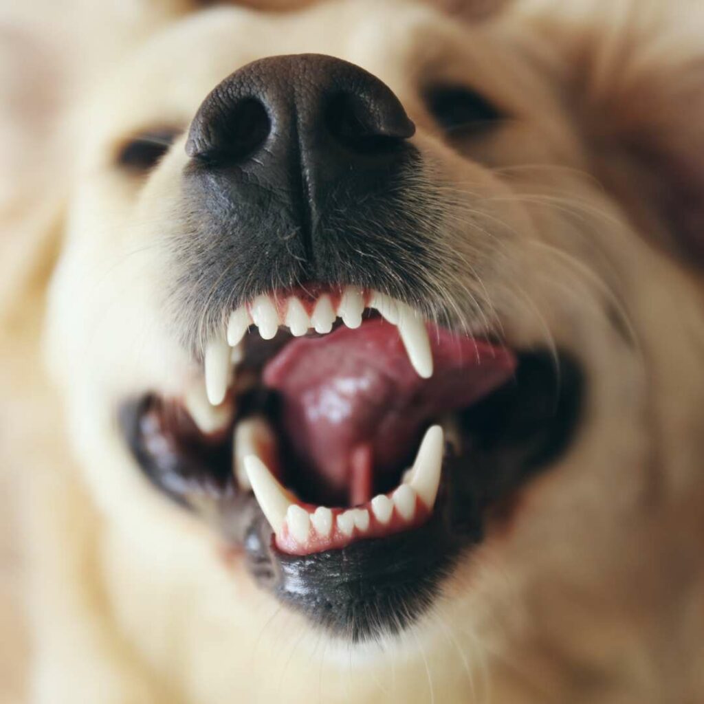 Bouche en pleine santé d'un chien avec une bonne prévention santé