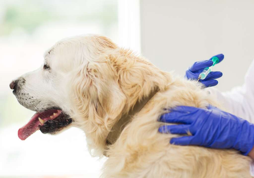 Piqure de vaccin pour la prévention santé d'un chien