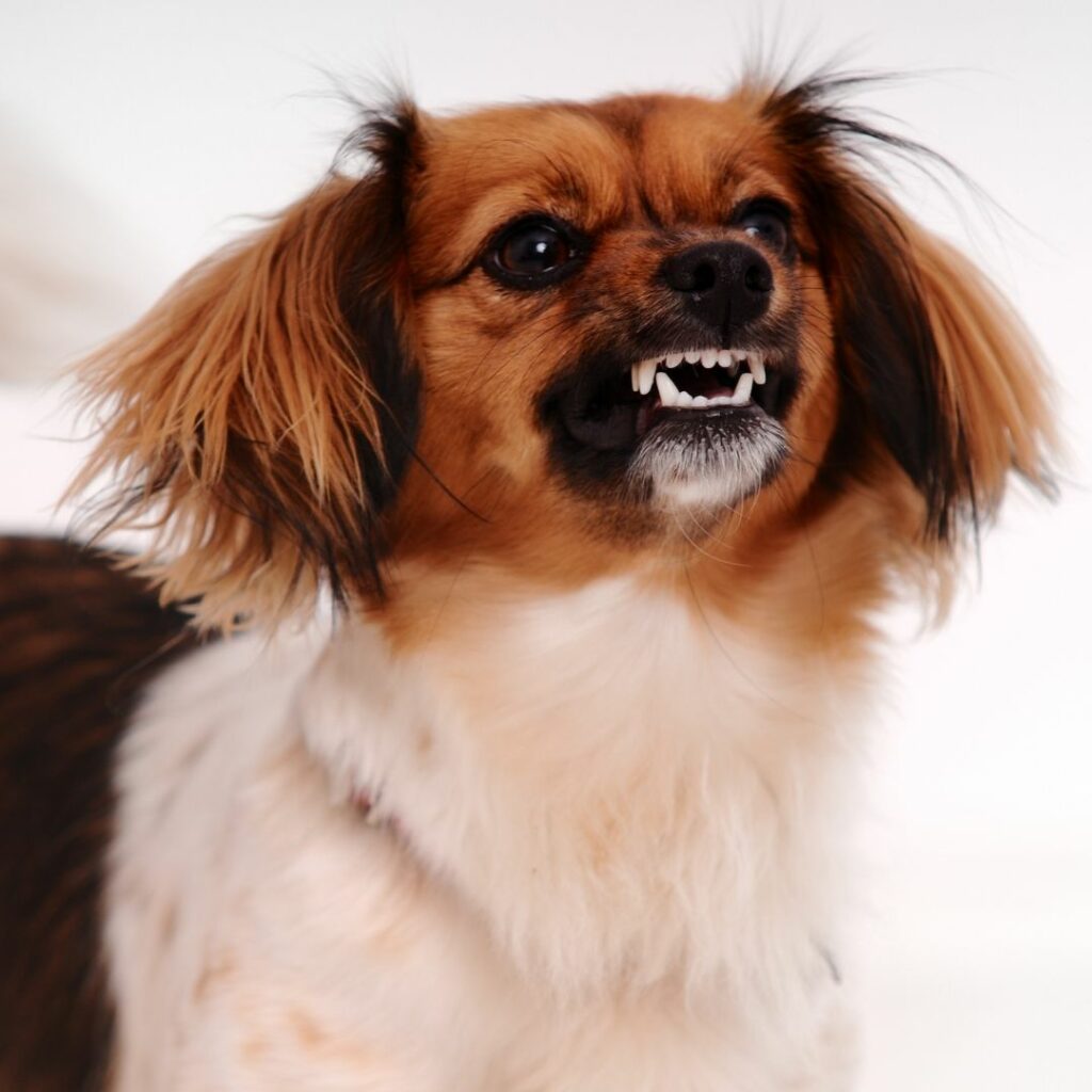 Chien qui montre les dents car il fait de la protection de ressources.