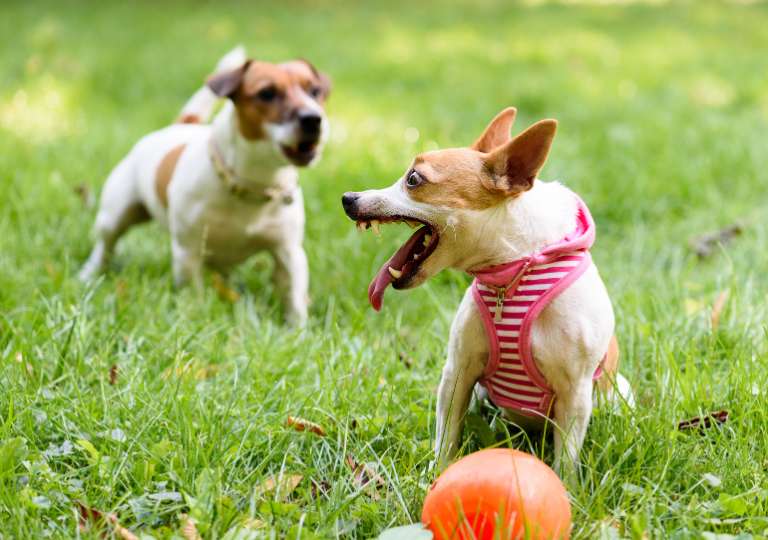 Chien protégeant son ballon