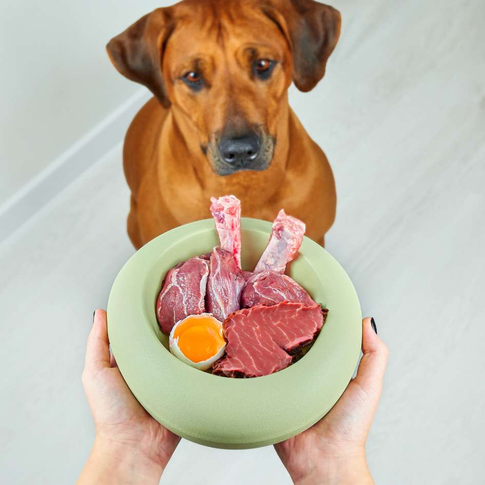 Chien attiré par une gamelle de repas cru