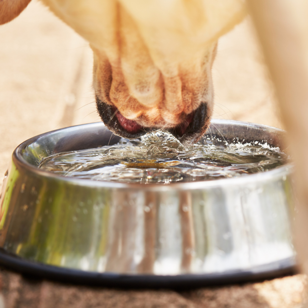 Chien entrain de boire dans sa gamelle 