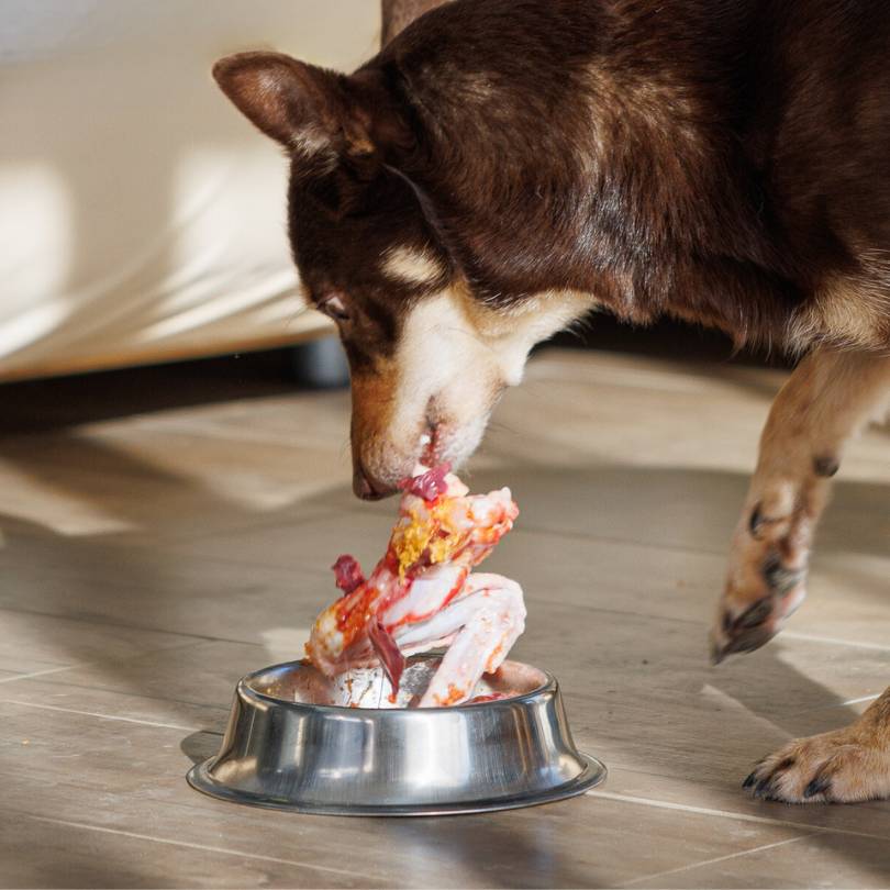 Chien qui peut mastiquer au quotidien grâce à un repas BARF en morceaux