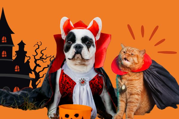 Chien et chat déguisés en vampire